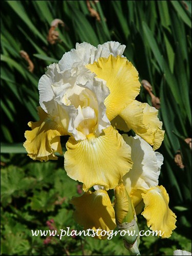 Citron Frommage
yellow and white (Francis Rogers, R. 1993)